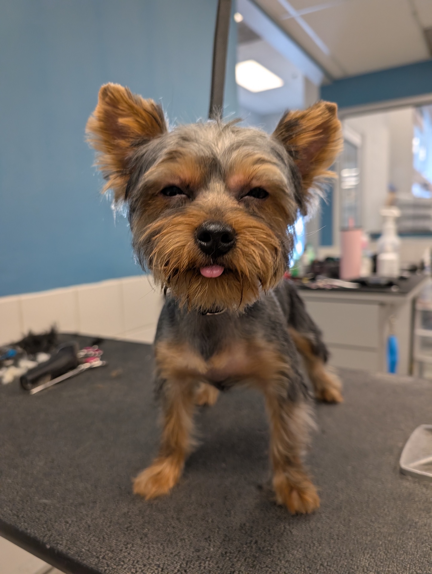 Richland Full Dog Grooming