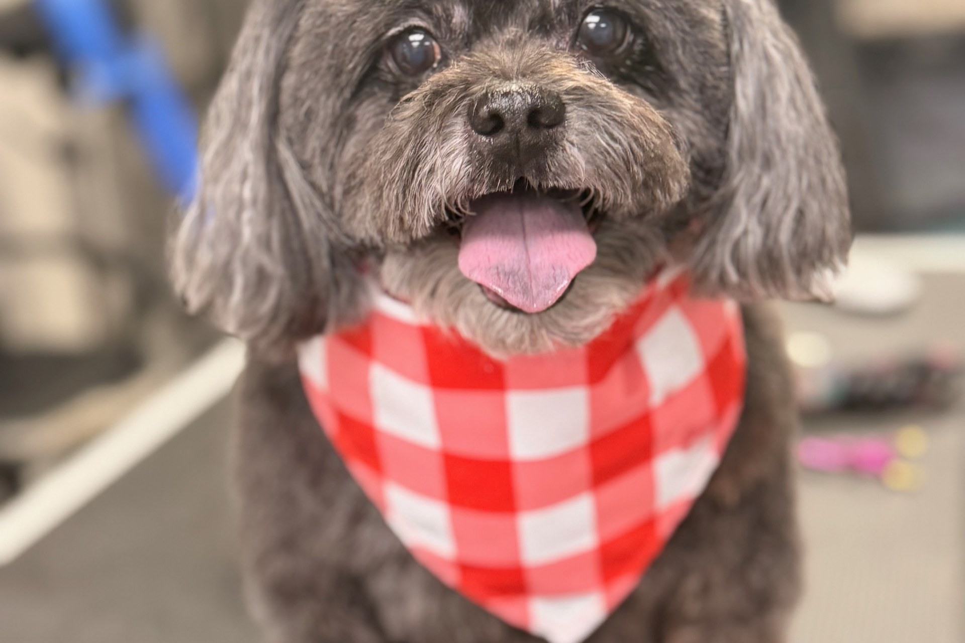 Full Dog Grooming in Kennewick