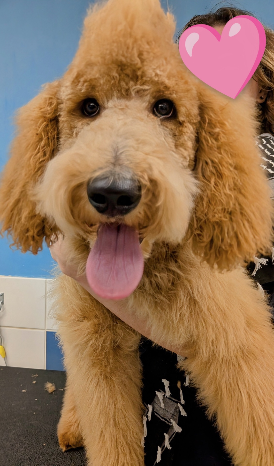 Dog Grooming Kennewick