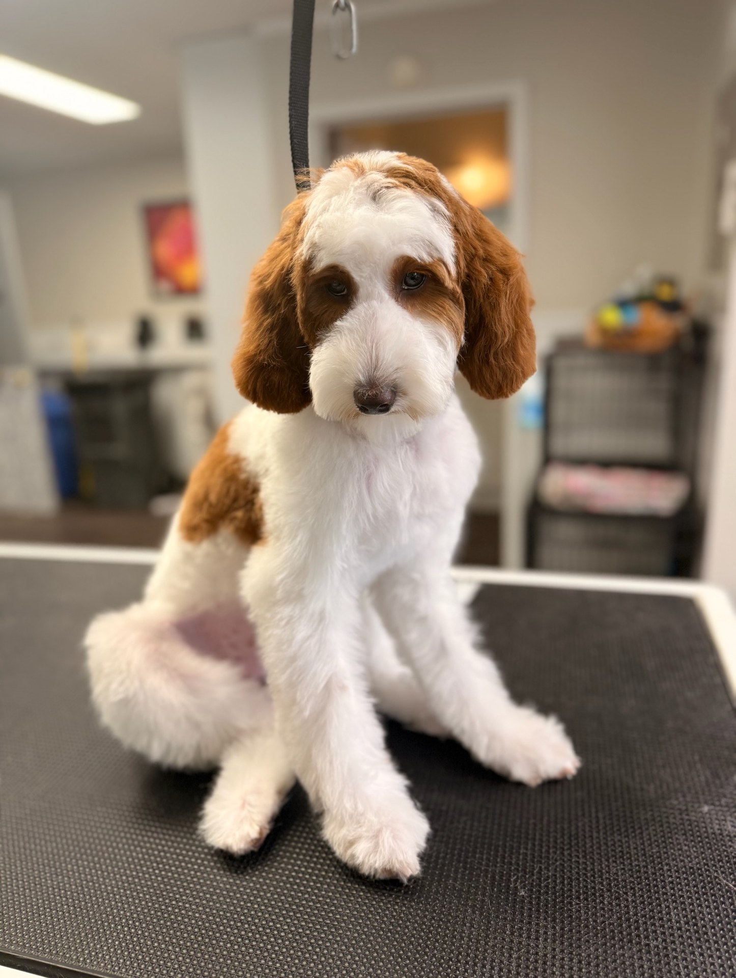 Bath & Blow Dry Kennewick