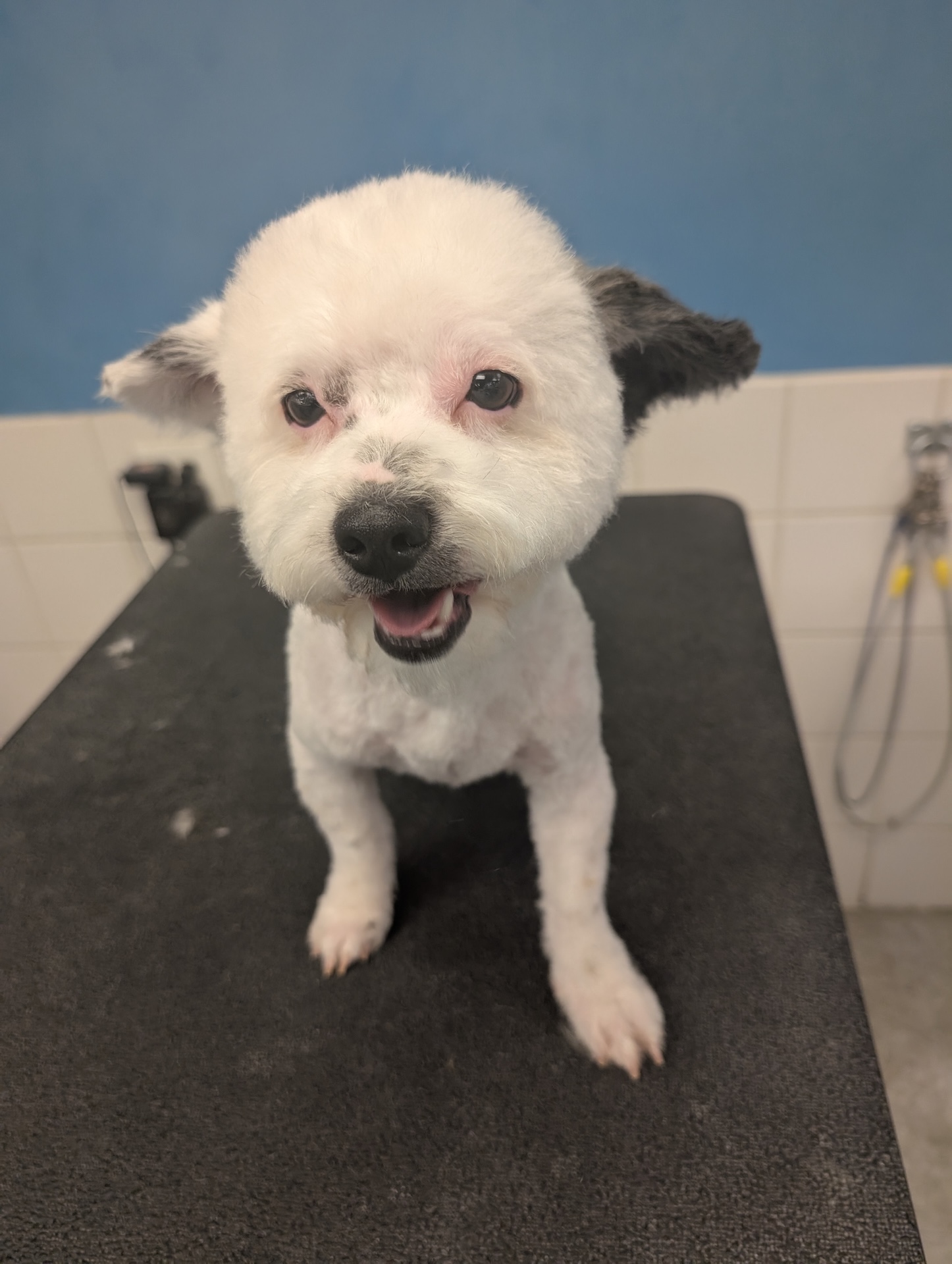 Full Dog Grooming