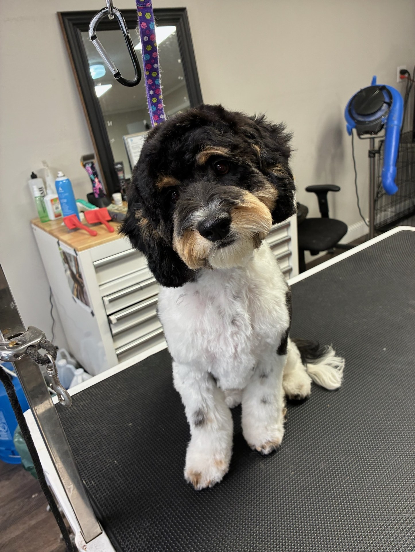 Dog Ear Cleaning Kennewick