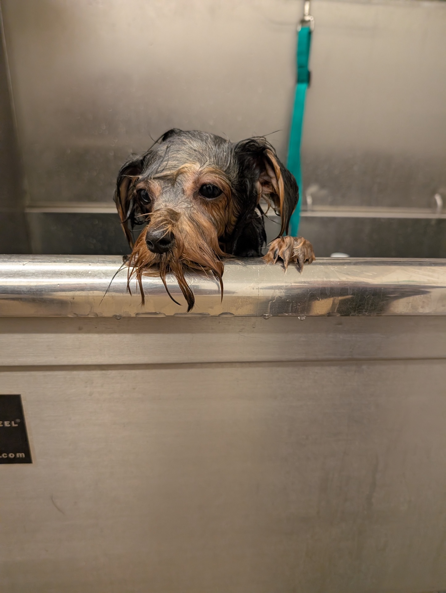  Full Dog Grooming