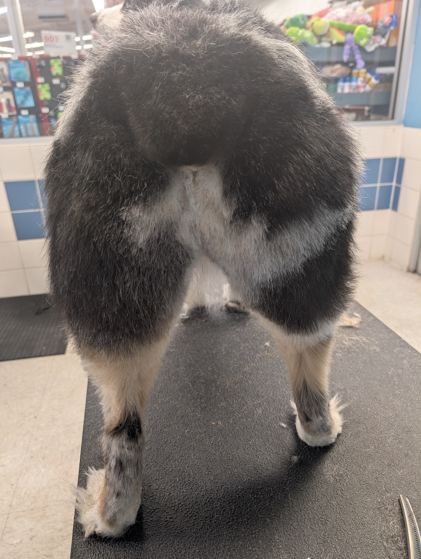  Full Dog Grooming