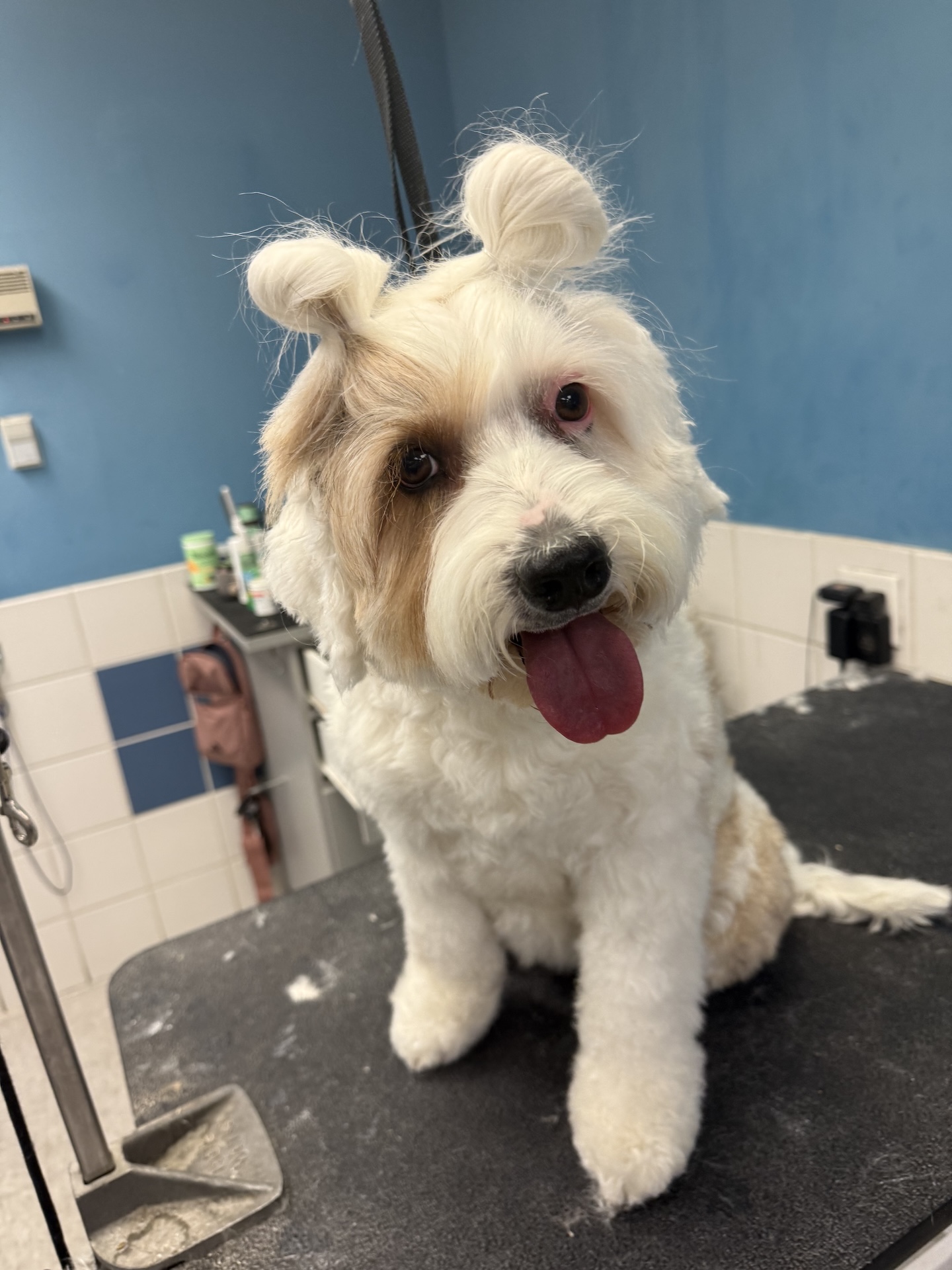  Bath & Blow Dry