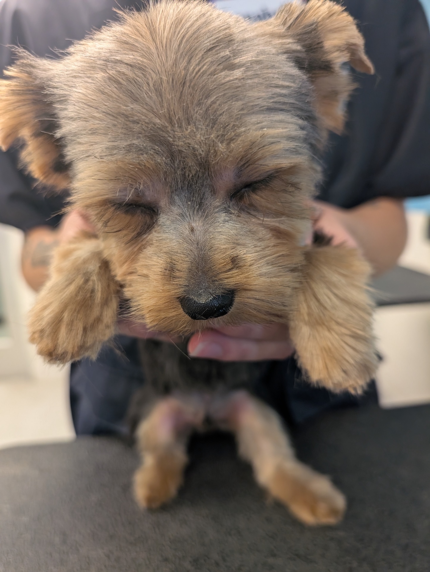 Full Dog Grooming