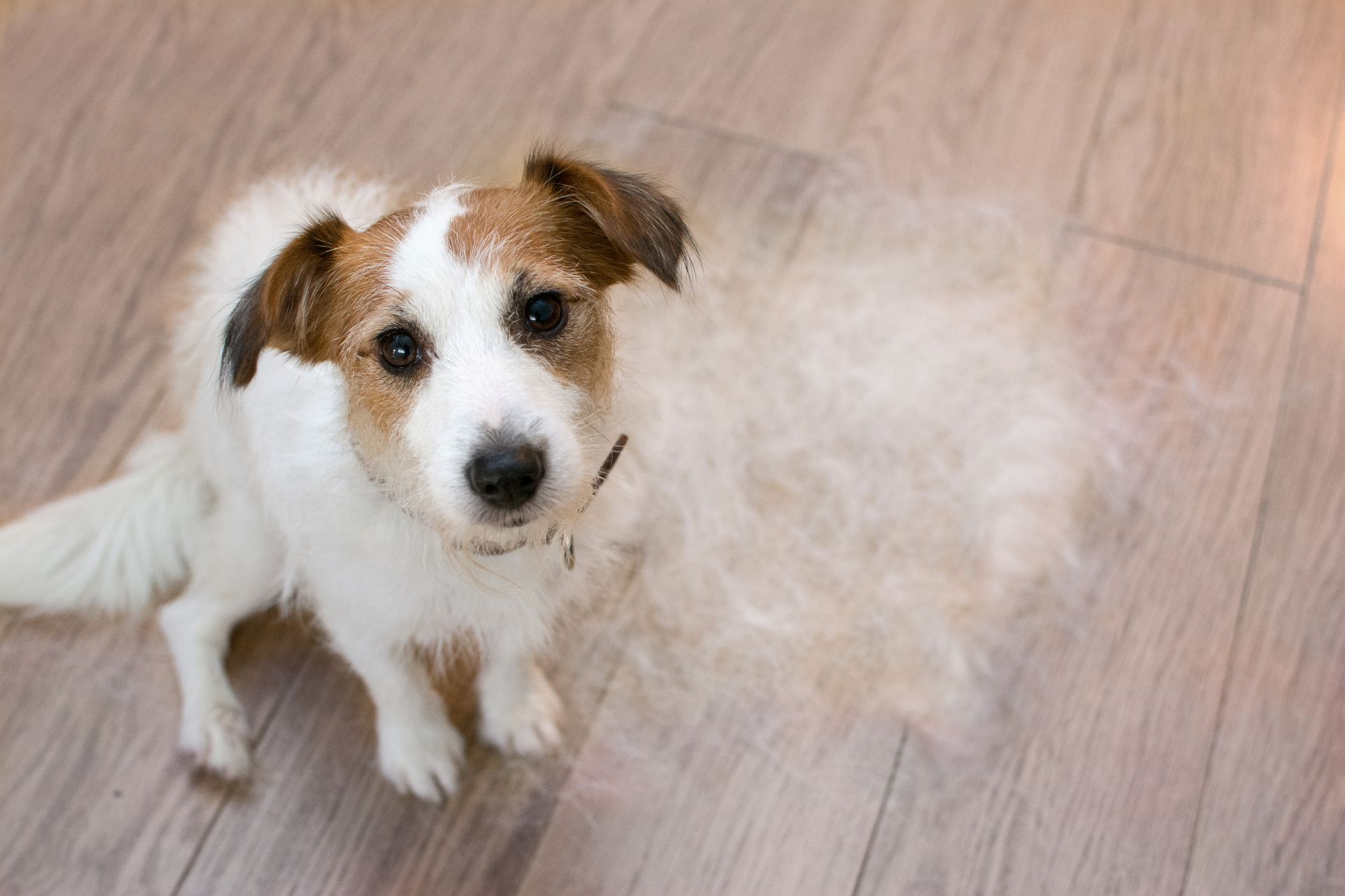  Full Dog Grooming