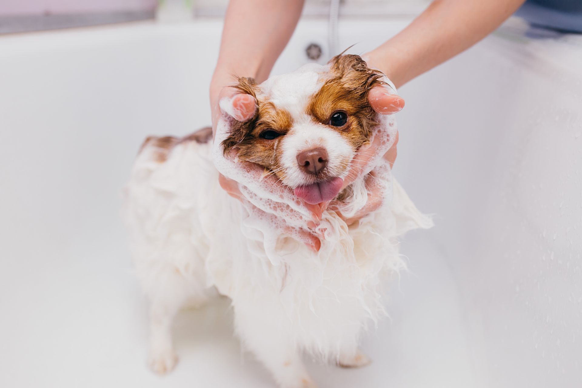  Full Dog Grooming
