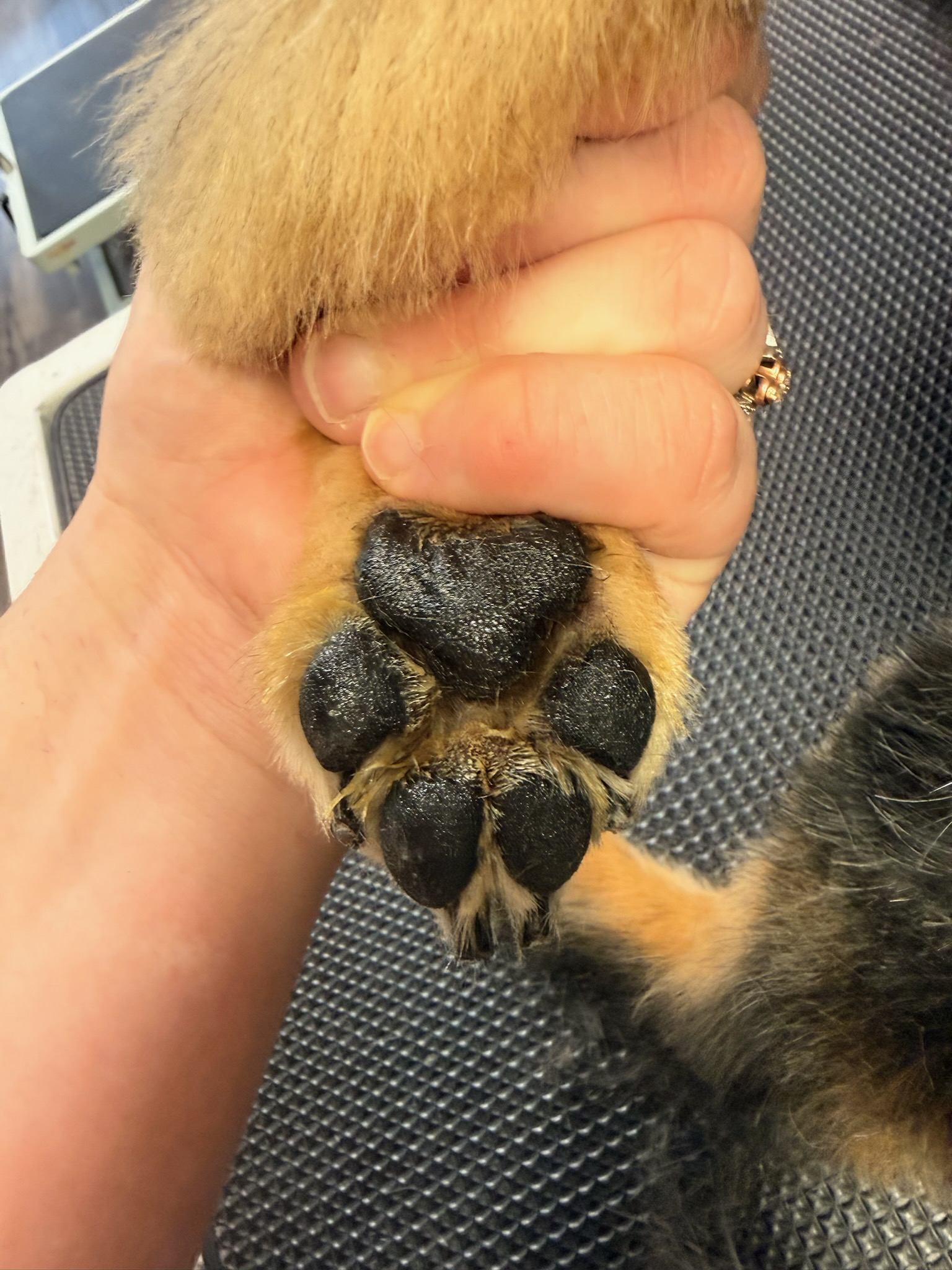  Full Dog Grooming