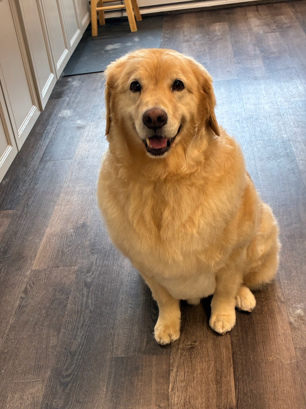 Dog Ear Cleaning Kennewick