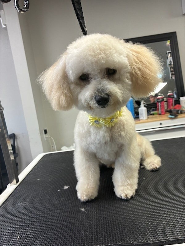 Full Dog Grooming 