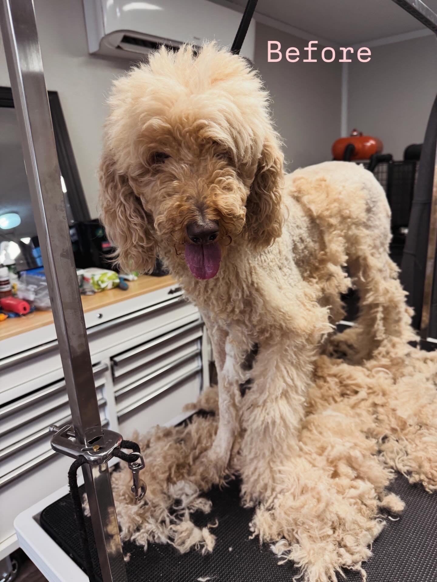 Dog Ear Cleaning 