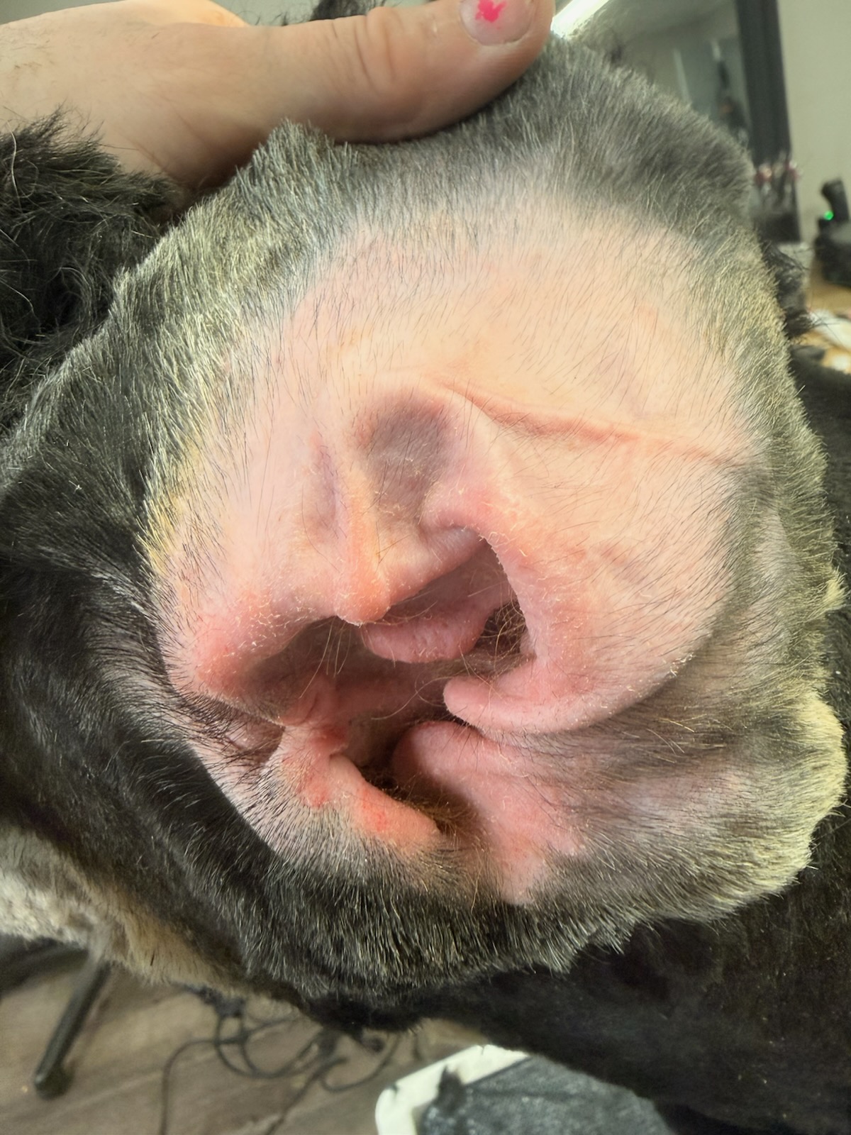 Richland Dog Ear Cleaning