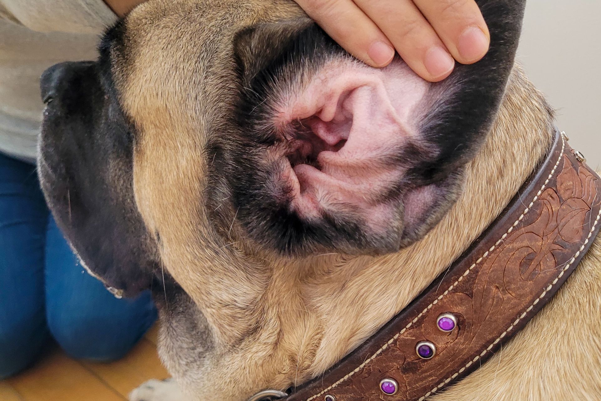 Kennewick Dog Ear Cleaning