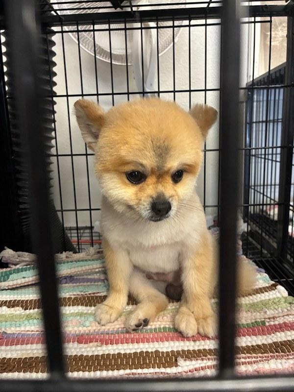 Dog grooming Kennewick