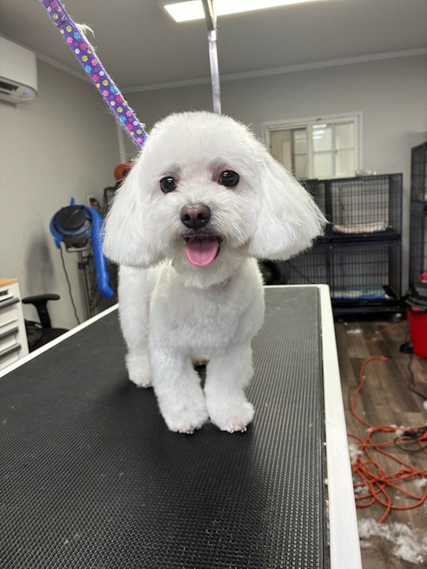 Dog grooming Kennewick