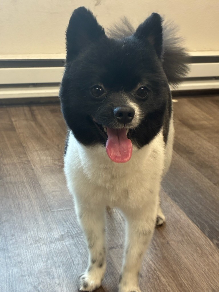 Dog grooming Kennewick