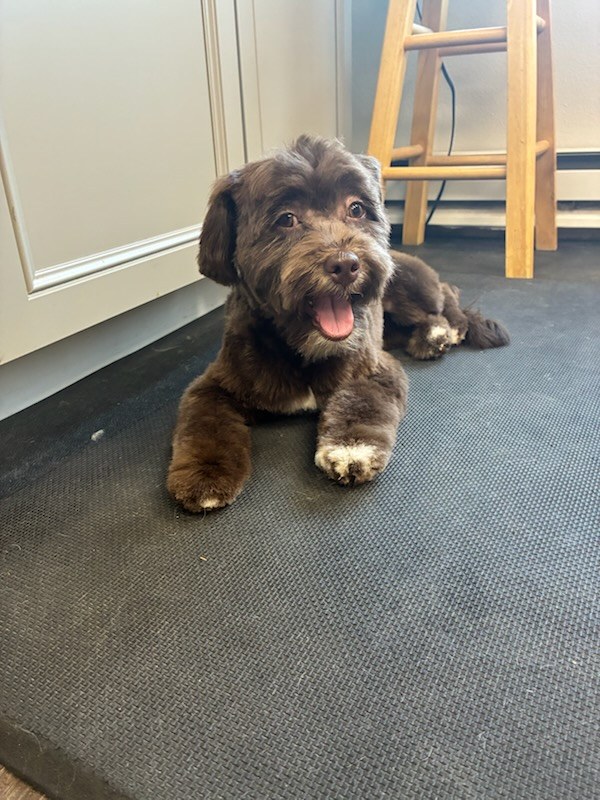 Dog grooming Kennewick